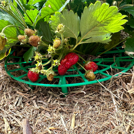 Strawberry saver